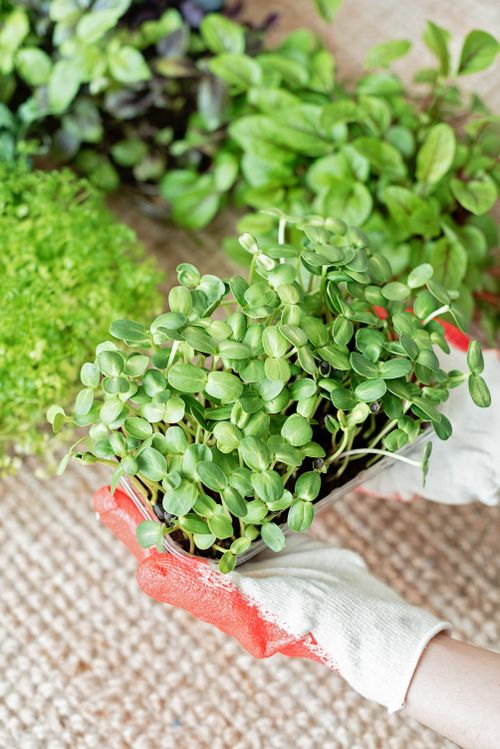 Free Close-up of gloved hands holding sprouting plants for gardening inspiration. Stock Photo