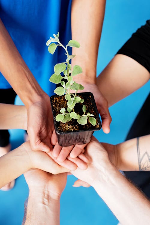 Free Close-Up Shot of People Holding a Plant Stock Photo