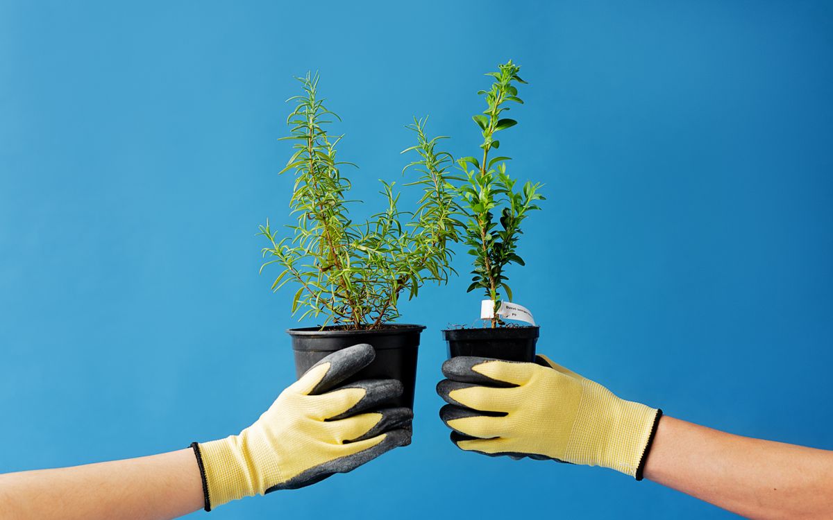 Two gloved hands hold potted plants, symbolizing gardening and sustainability.