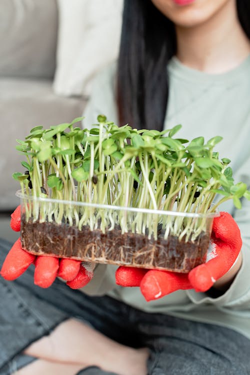 Free Person Holding a Plastic Container with Sprouts Stock Photo