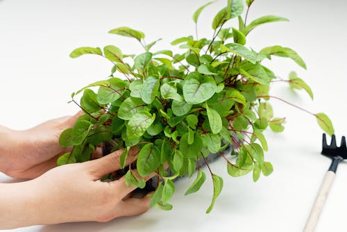 Container Plants You Can Move Indoors as Temperatures Drop