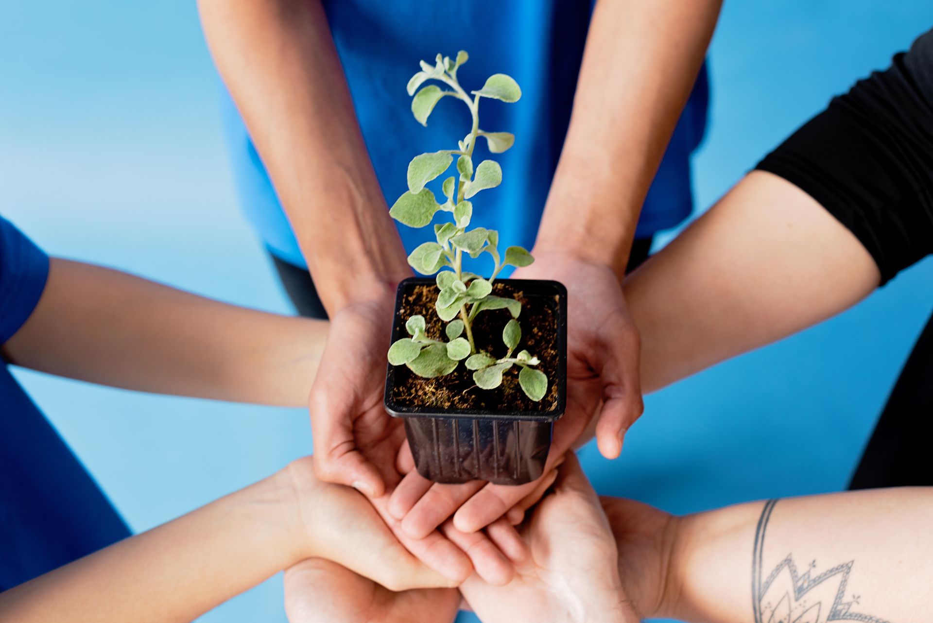 Close-Up Shot of People Holding a Plant