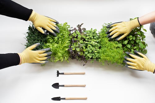 Microgreens on White Table