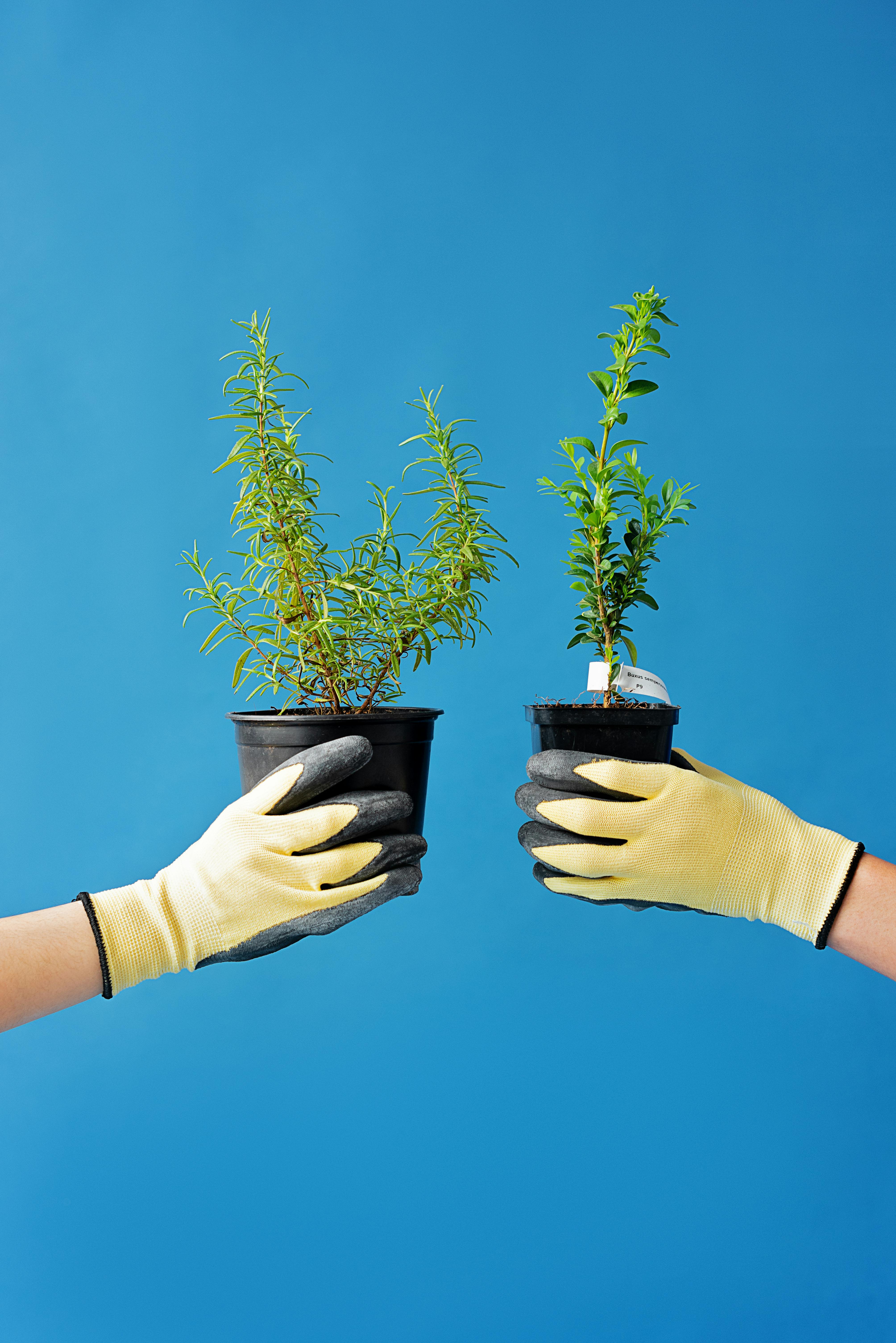 Outdoor rosemary plant winter protection UK