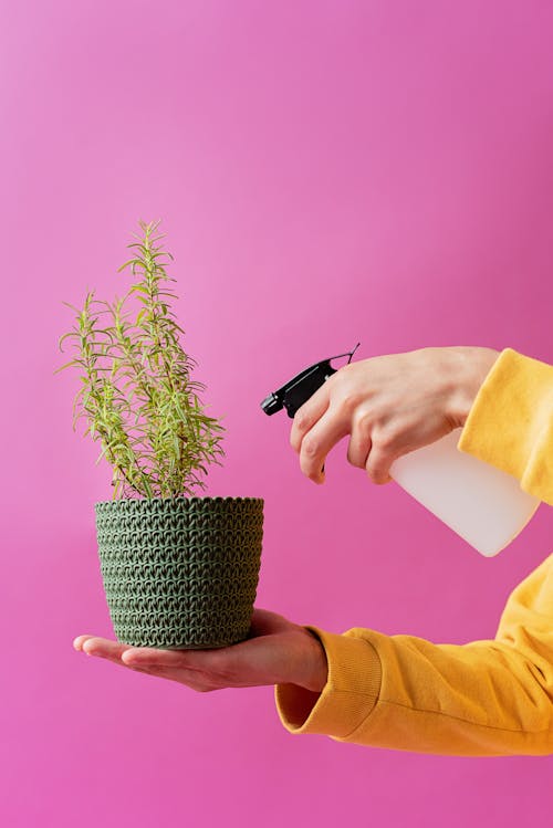 A Person Watering the Plant Using a Spray Bottle