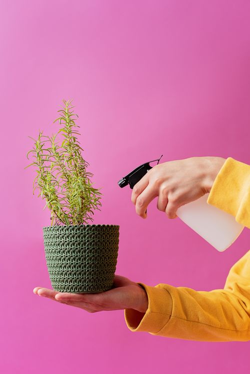 Free A person in a yellow sweater sprays water on a potted rosemary plant against a pink background. Stock Photo