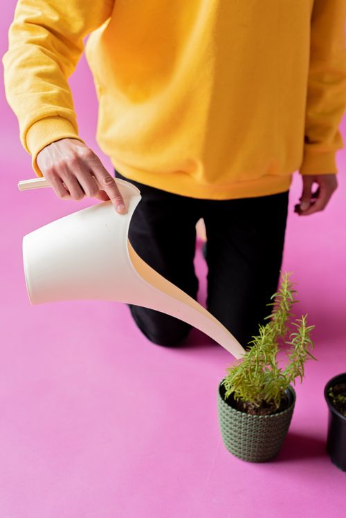 Free Close-up of a person watering a plant indoors with a white watering can against a pink background. Stock Photo