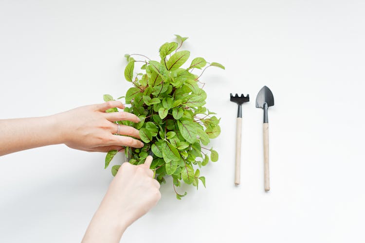 Person Planting Using Gardening Tools