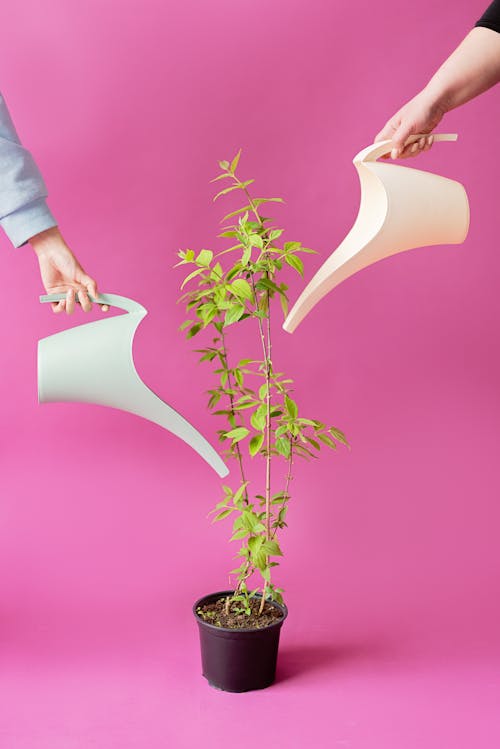Two People watering a Potted Plant 