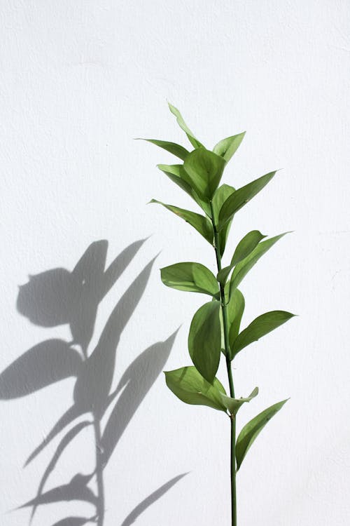 A Plant and Its Shadow