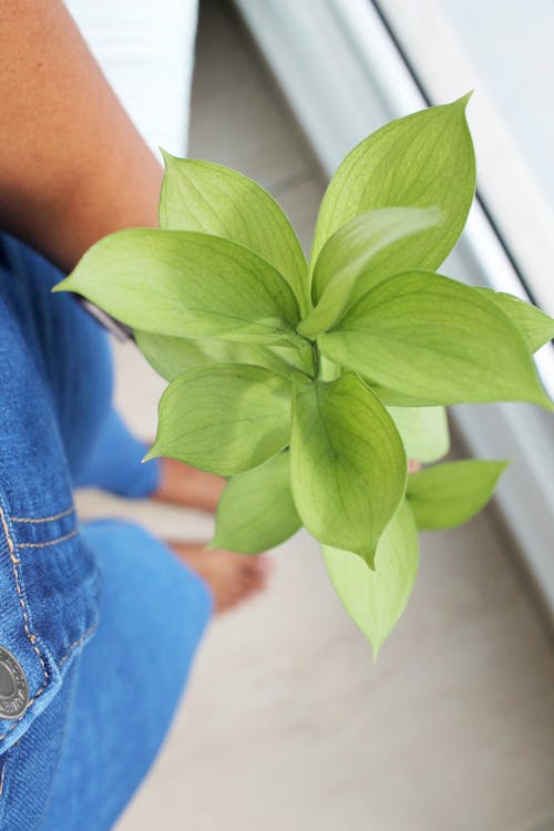 Healthy Green Plant