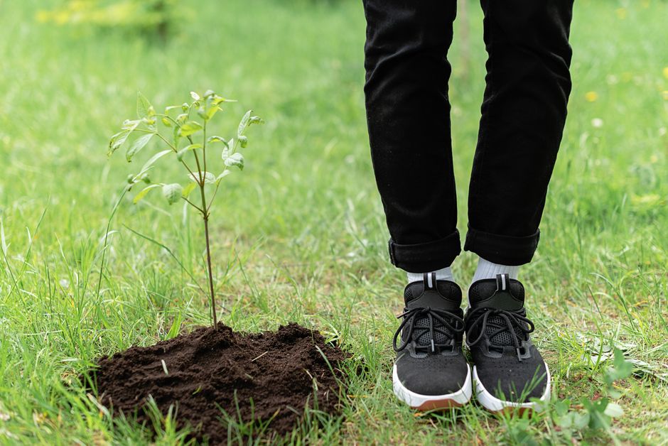 A person in black pants and sneakers plants a sapling in a green grassy field.