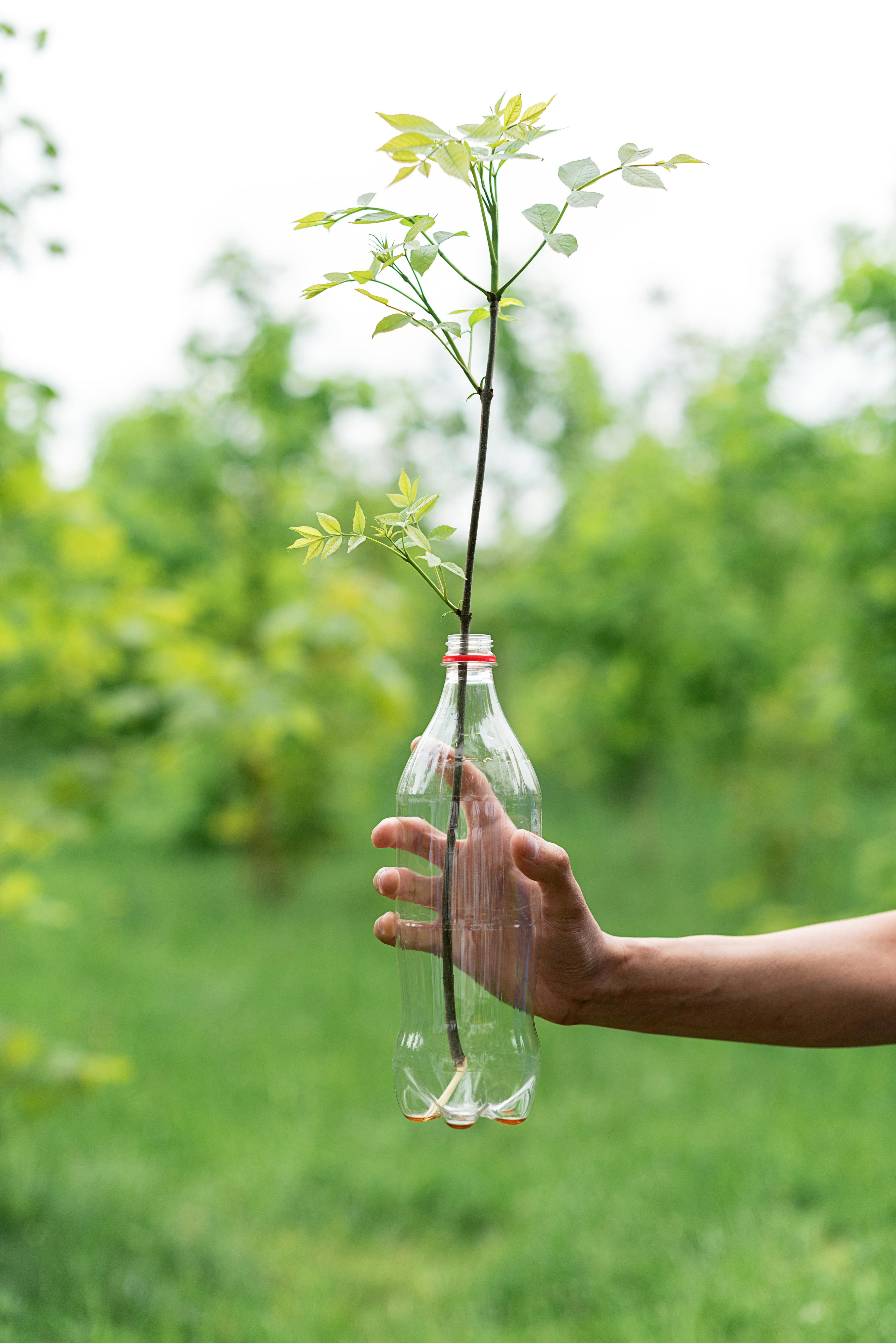 A hand holds a plant growing in a recycled plastic bottle, symbolizing eco-friendly practices.