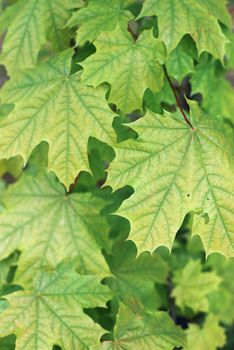 Close-up of vibrant green maple leaves showcasing their natural texture and foliage.