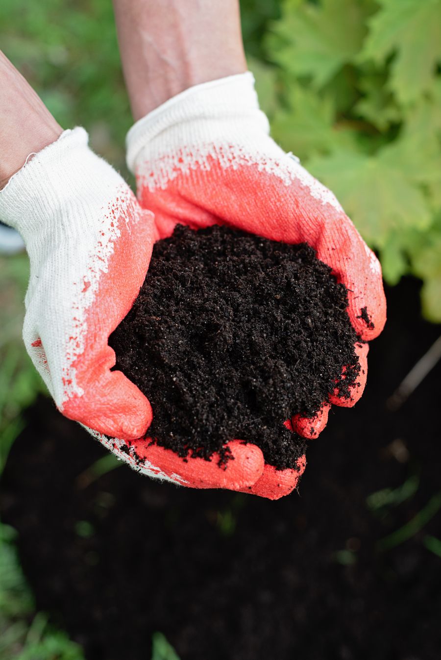 Gloved hands holding nutrient-rich soil before application