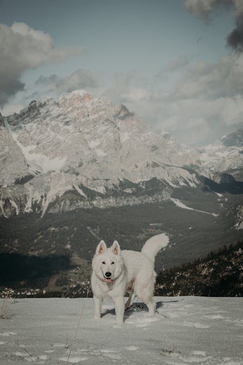 Free White Dog on the Snow Covered Ground Stock Photo