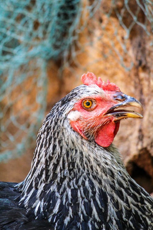 Close-Up Shot of a Black Hen