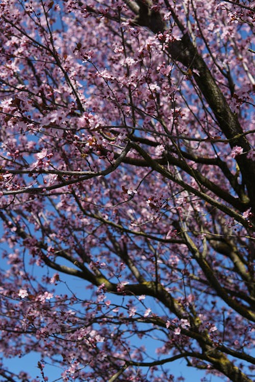 Low Angle Photography of Cherry Blossom Tree