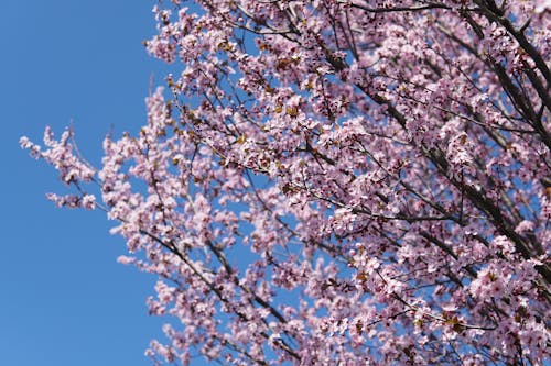 White Cherry Blossom Tree Under Blue Sky