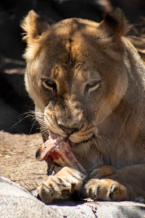 Free Close-Up Shot of a Lioness Eating Meat Stock Photo
