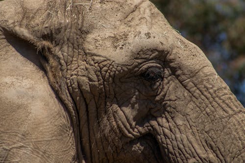 Free Fotos de stock gratuitas de animal, de cerca, elefante Stock Photo