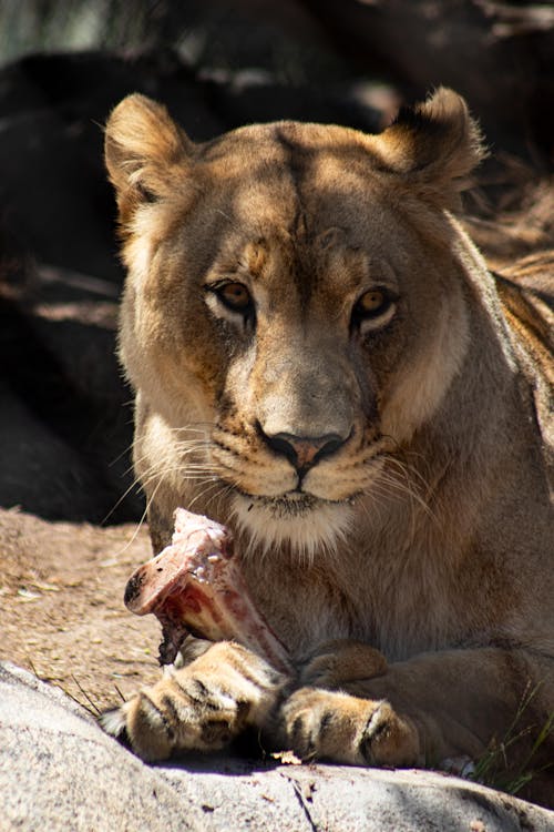 Close-Up Shot of a Lioness Holding Meat