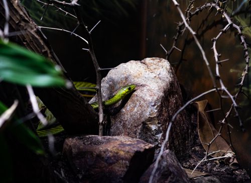 Free Close-up of a green snake resting on rocks surrounded by branches in a zoo exhibit. Stock Photo