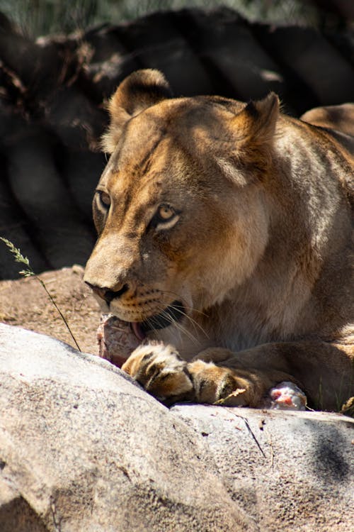 Close Up Shot of a Lion