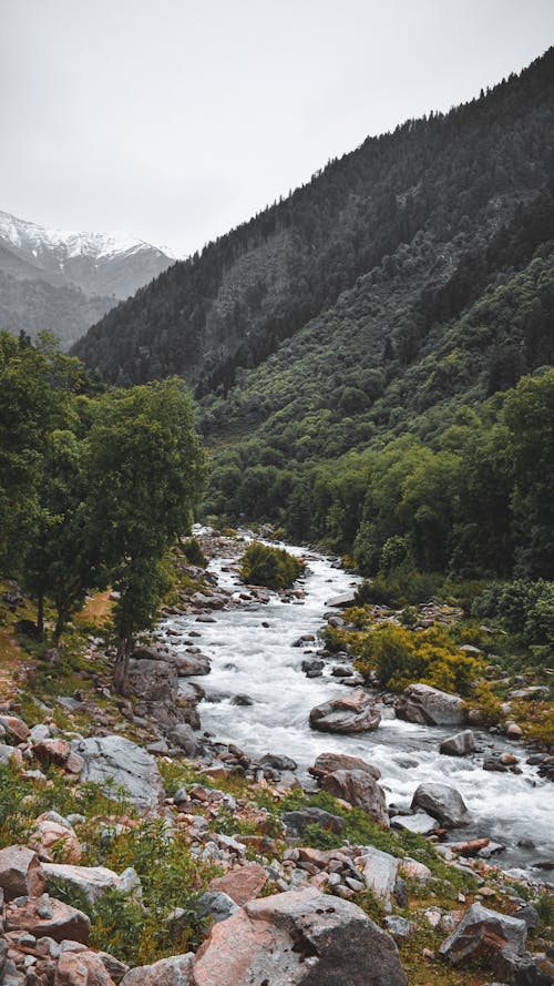 Free River in Between Green Trees and Mountains Stock Photo