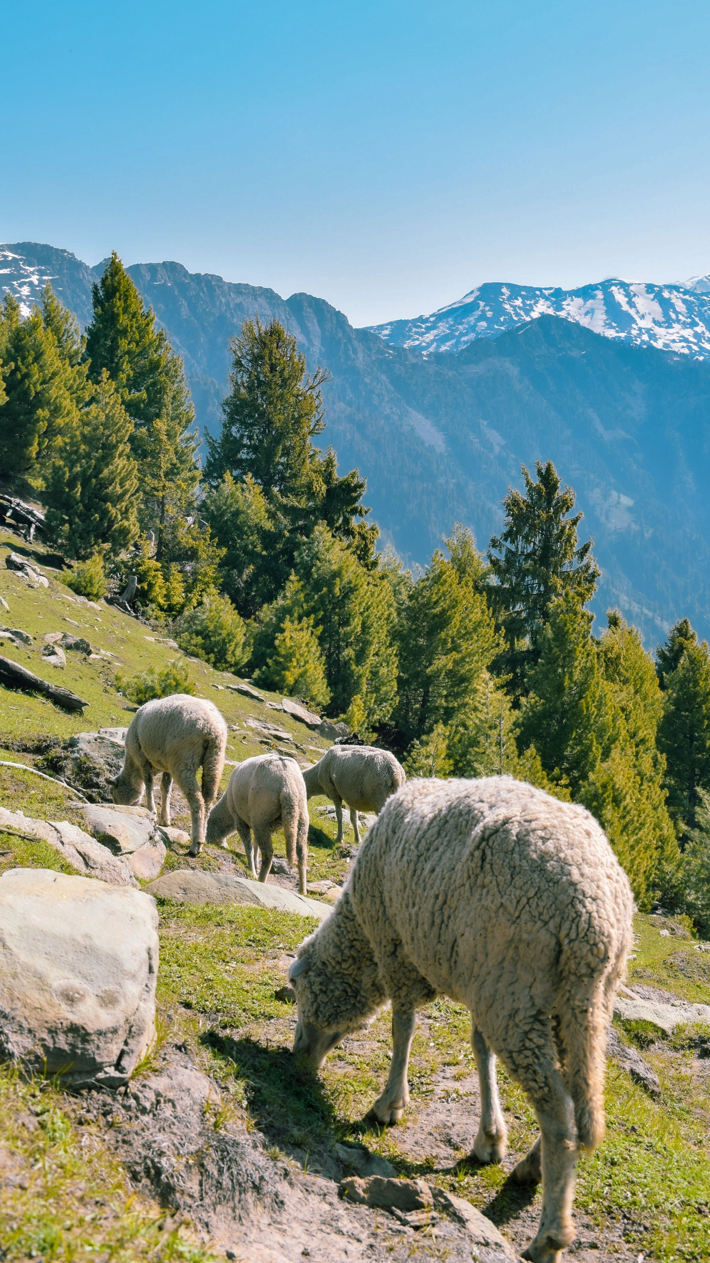 Sheep grazing on a green mountainside with trees and snow-capped peaks.