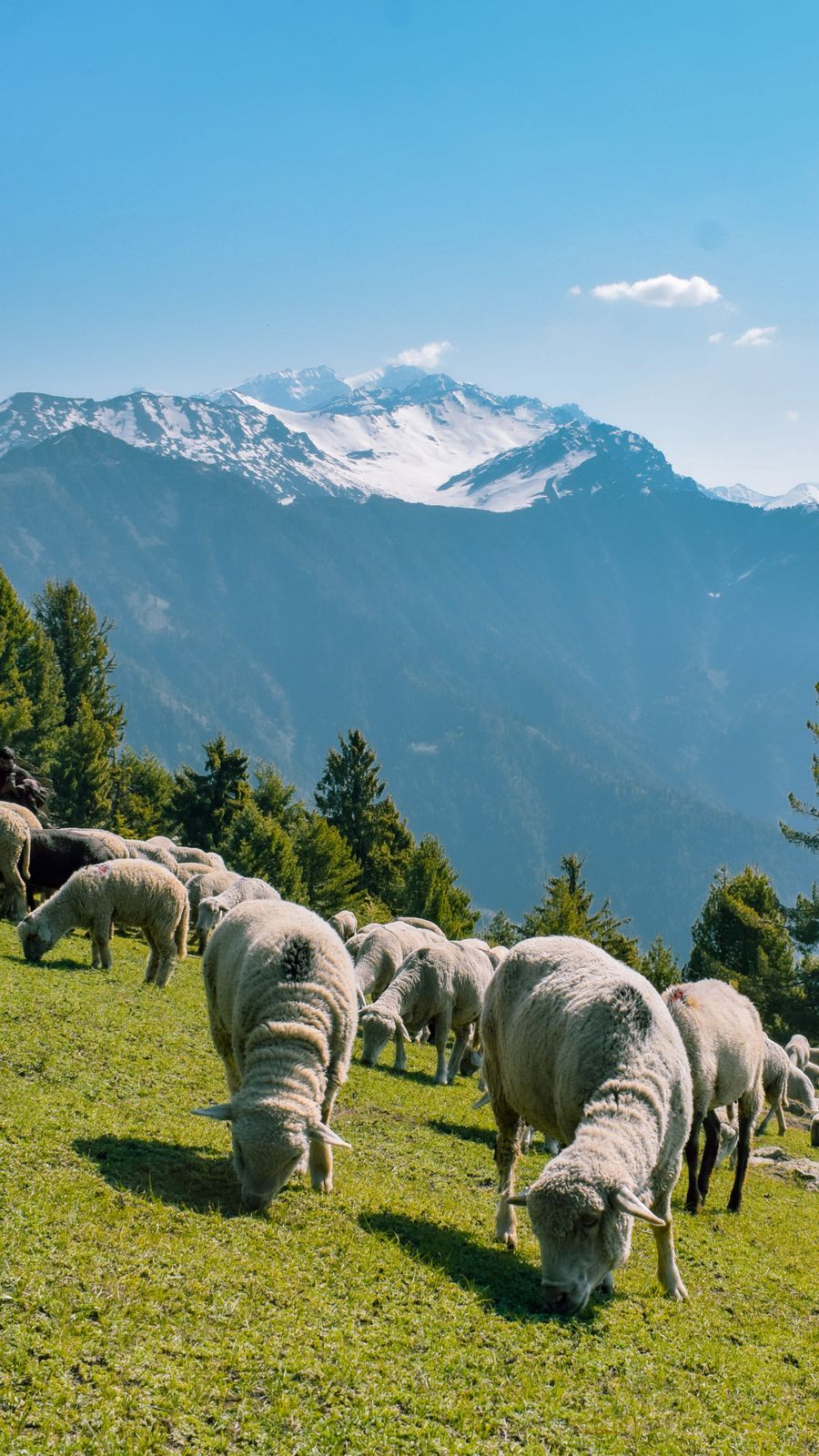 Gorson Bugyal photo 5