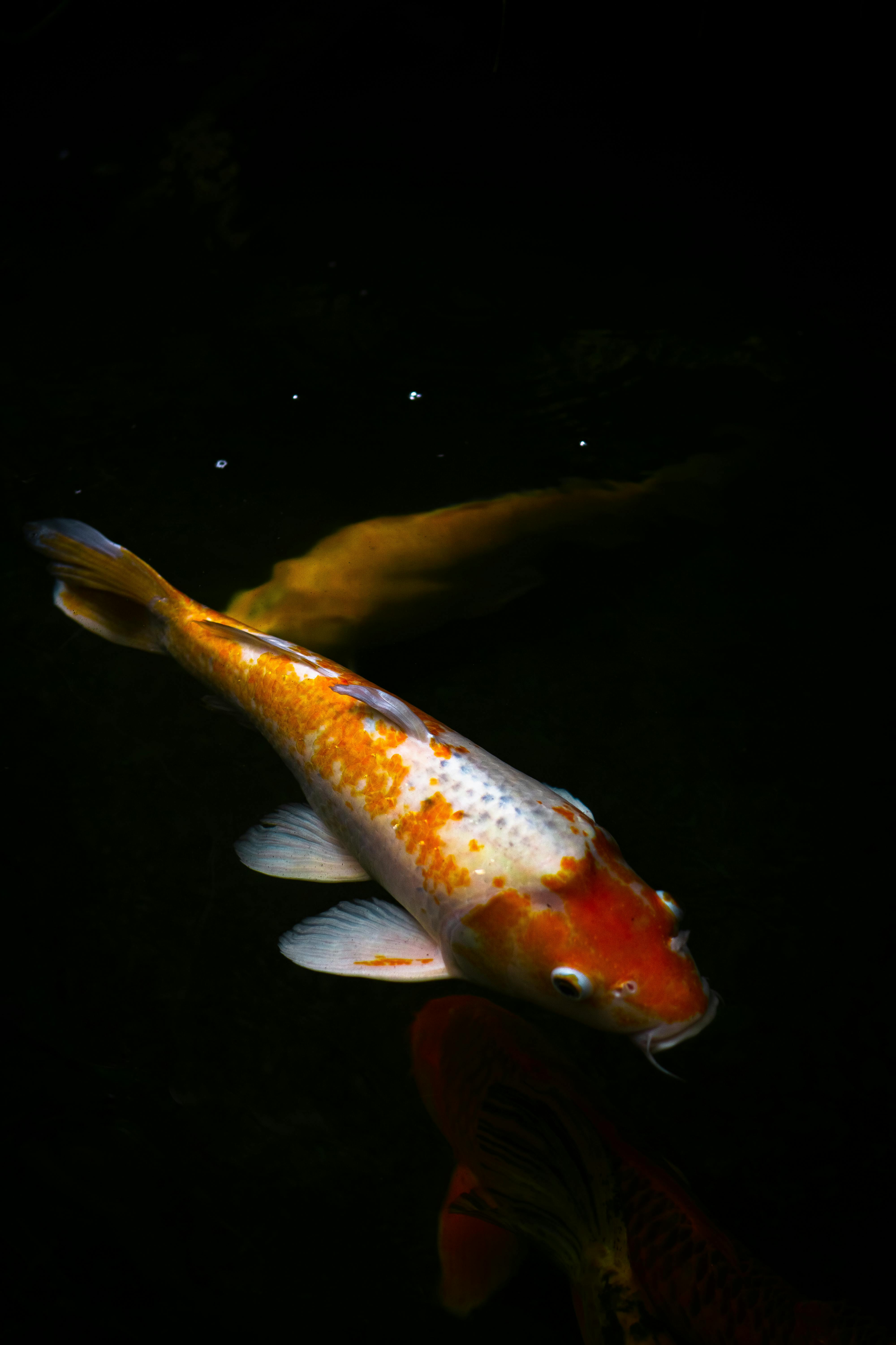 Koi Fish in Artificial Ponds with Green Plants Stock Photo - Image of  china, carp: 176803738