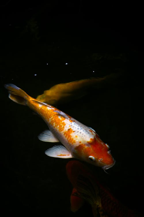 Orange and White Koi Fish