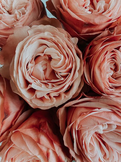 Free A detailed close-up of blooming pink roses showcasing their intricate petals. Stock Photo