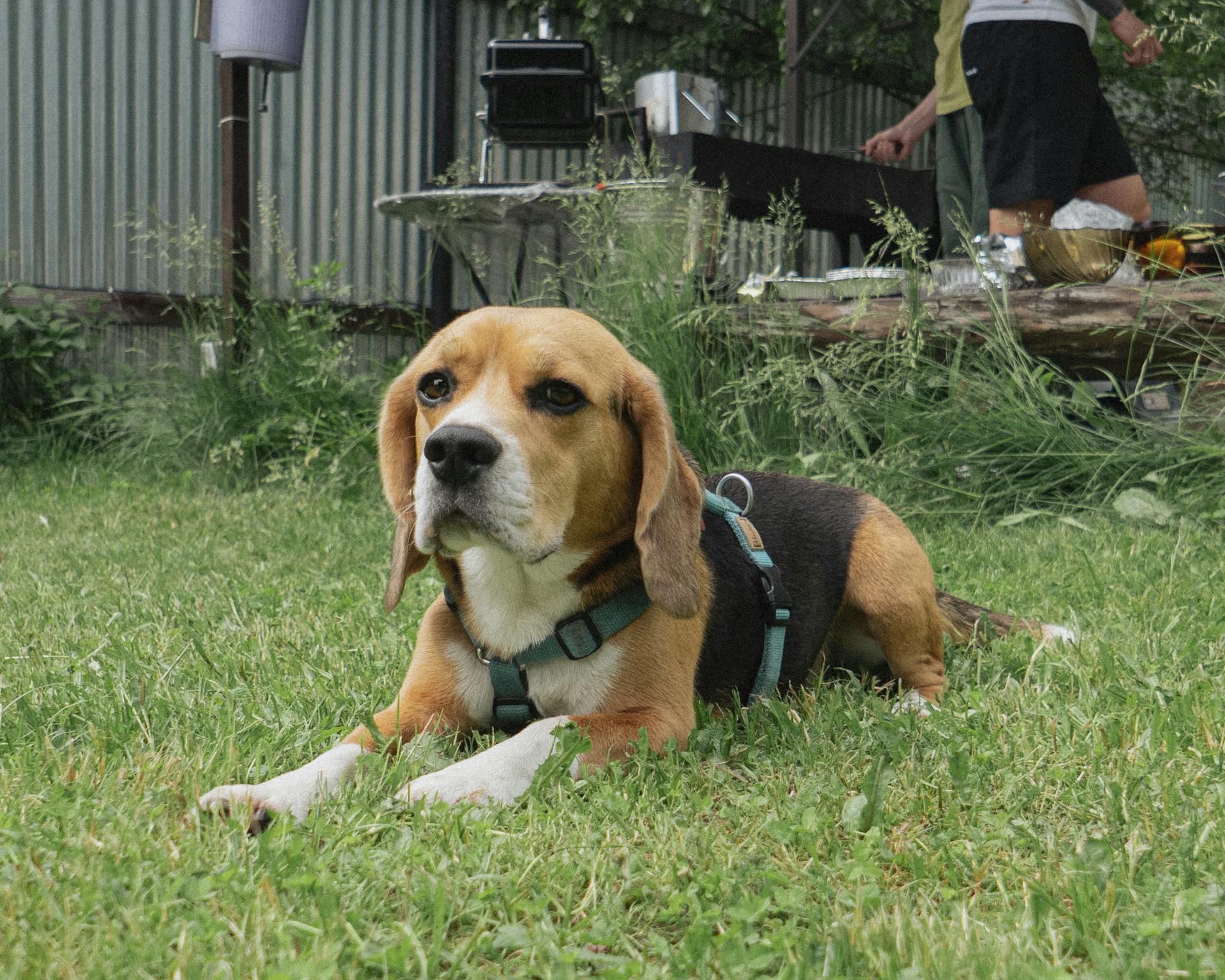 A Beagle Lying on the Grass