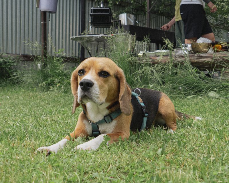Pepper - photo 1