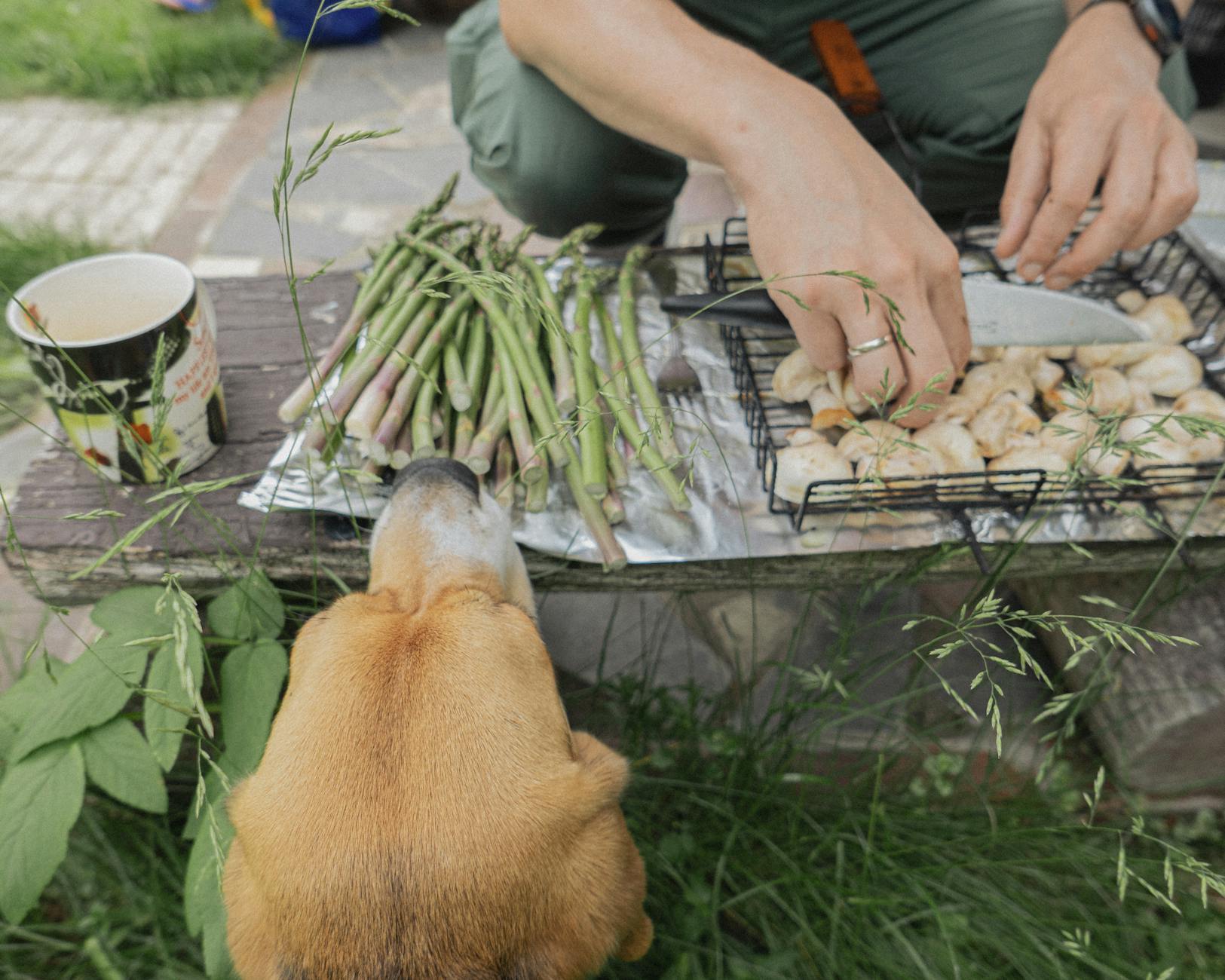 A curious dog observing a barbecue of asparagus and chicken in an outdoor setting.