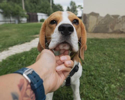 A Person Petting a Beagle
