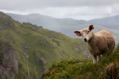 A Sheep on top of a Mountain