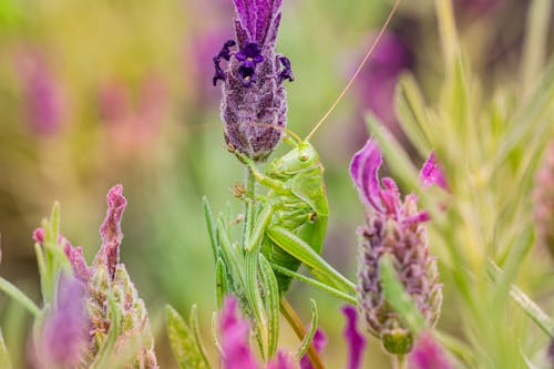 Close-Up Shot of a Grasshopper on a Purple Flower