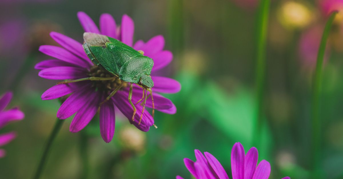 Licensed pest control technician treating outdoor landscaping area