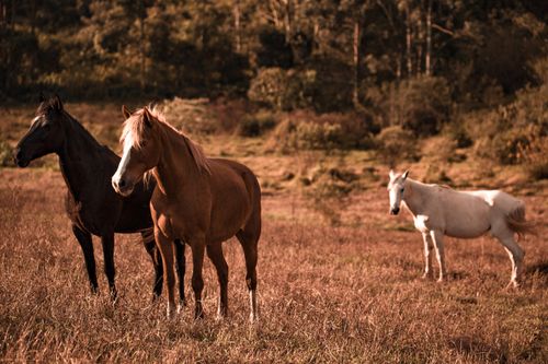 Free Three horses grazing peacefully in a sunlit field surrounded by lush greenery. Stock Photo