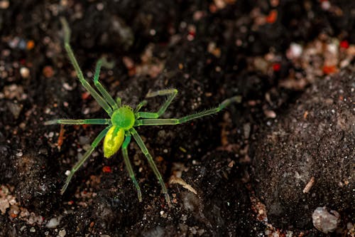 Kostenloses Stock Foto zu extreme nahaufnahme, gliederfüßer, grüne spinne