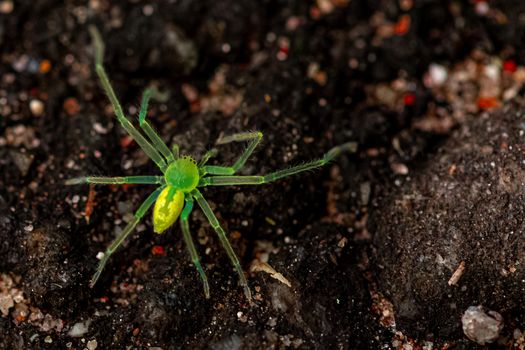 Close-up shot of a green spider displayed against a rich earthy background captured in high detail.