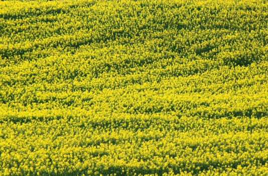 Expansive canola field with vibrant yellow flowers, capturing nature's beauty.
