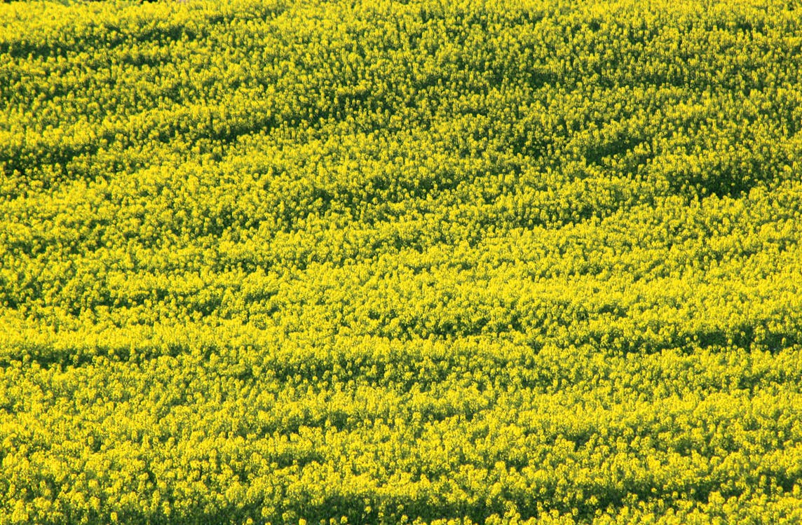 Scenic View of Field of Yellow Flowers
