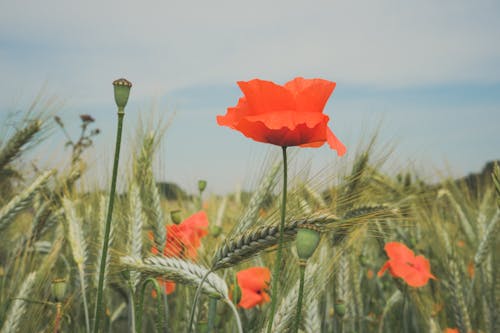 Fotobanka s bezplatnými fotkami na tému cereália, exteriéry, flóra