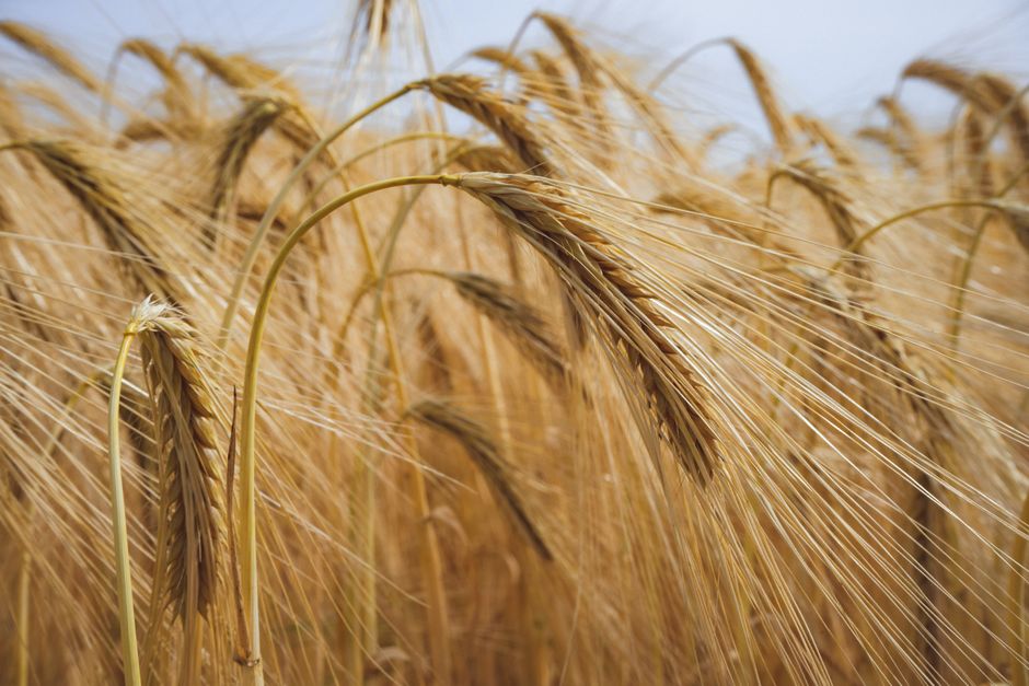 Detailed close-up of ripe, golden wheat in a vast rural field, ready for harvest.