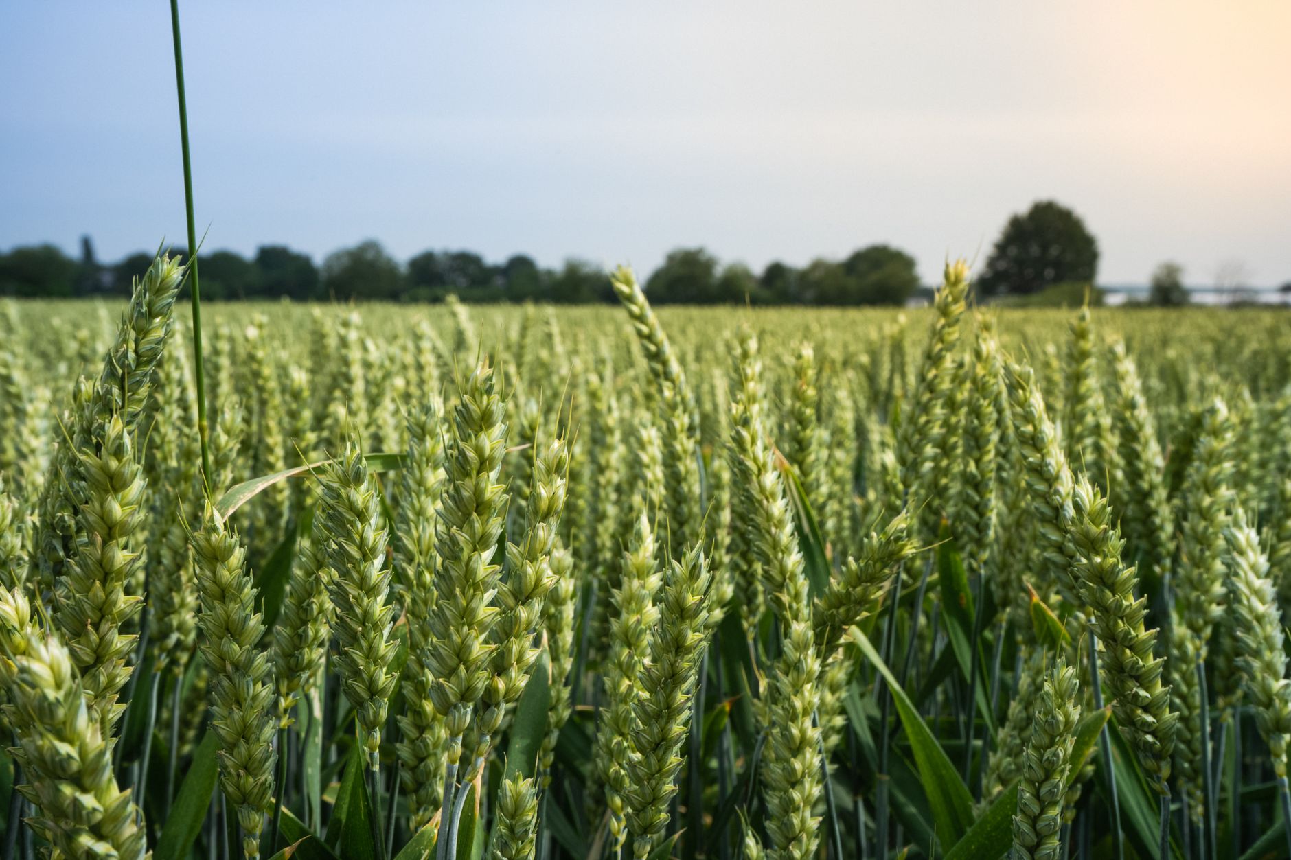 Kansas farmers experiment with perennial grains to fight worsening drought