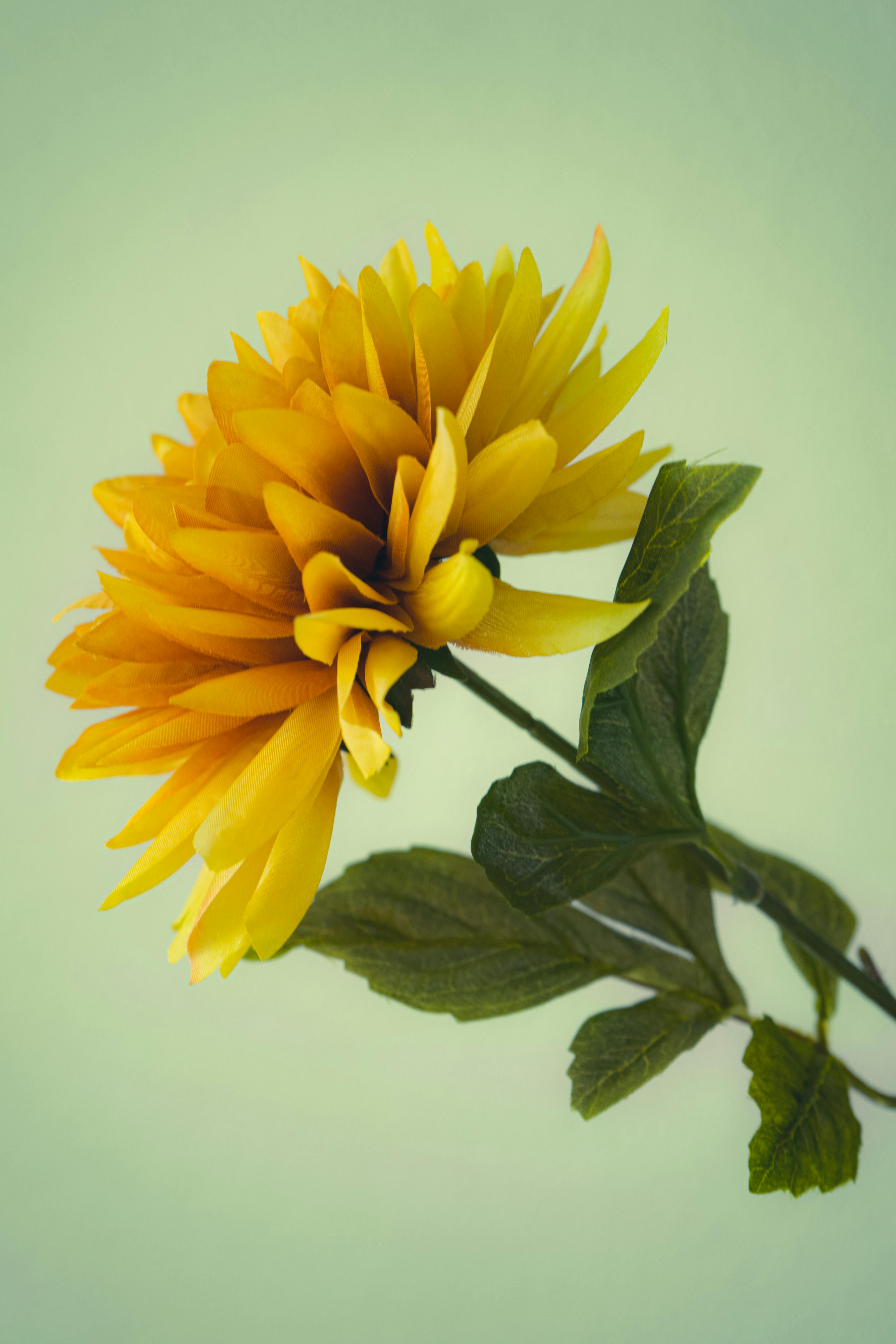 single yellow flower white background